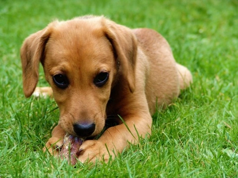 How to Set Boundaries for Your New Dog or Puppy