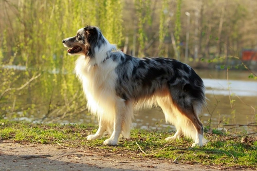 Collie Eye Anomaly (CEA/CH) Testing Guide for Dogs
