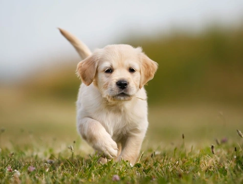 How Puppies Learn to Crawl, Walk, Run, Jump & Climb