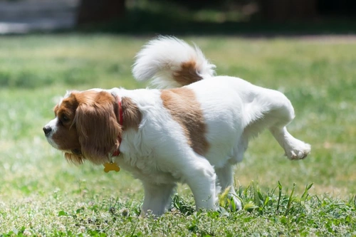 What Your Dog’s Urine Reveals About Their Health