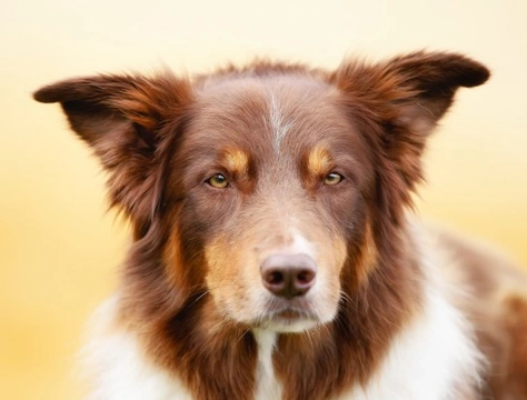 What is a High Drive Dog? Essential Guide for Owners