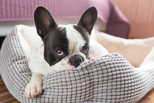 Understanding Dogs and Den Behaviour: What Every Owner Should Know