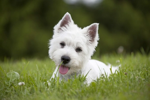 Demystifying Heartworm Myths: Protect Your Pet Abroad