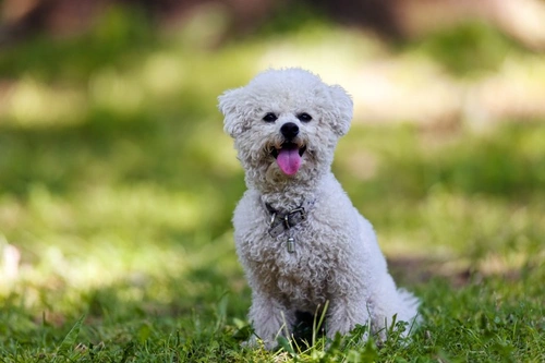 Recognising the Symptoms of Worms in Dogs