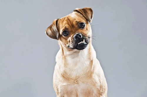 Mixed Breed & Mongrel Dogs: Essential Facts and Insights
