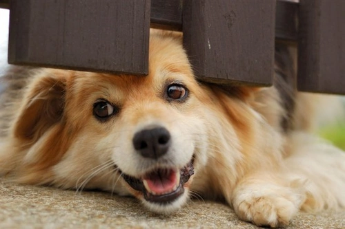 10 pasos para resolver la ansiedad por separación en perros