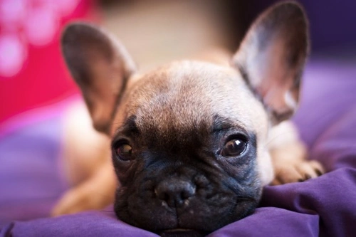 Worming Your Puppy: What to Expect & How to Do It Right