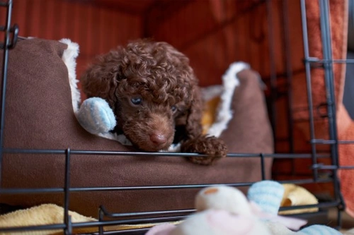 How to Help a New Puppy Settle in Their New Home