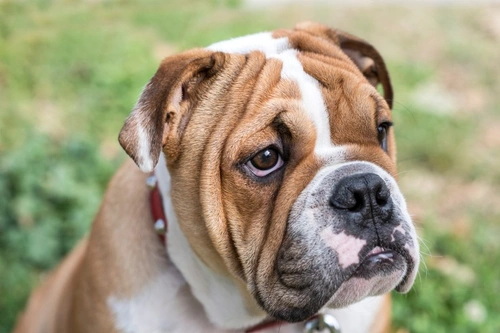 Alergias al maní en perros: síntomas, diagnóstico y manejo