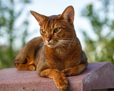 Amyloidosis in Cats: Causes, Symptoms & Treatment