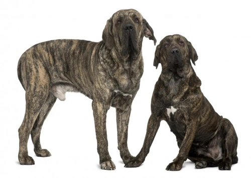 Understanding the Dangerous Dogs Act: UK Law Explained