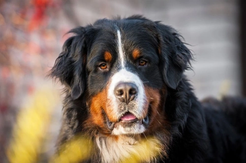 Potential Side Effects of the Canine Rabies Vaccination