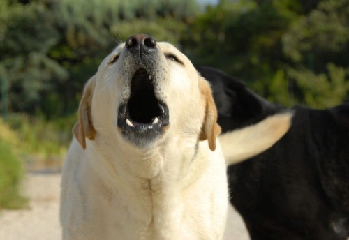 How to stop your dog rushing and barking at strangers