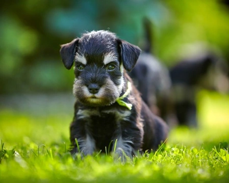 Common Canine & Feline Uroliths: Causes, Symptoms & Care