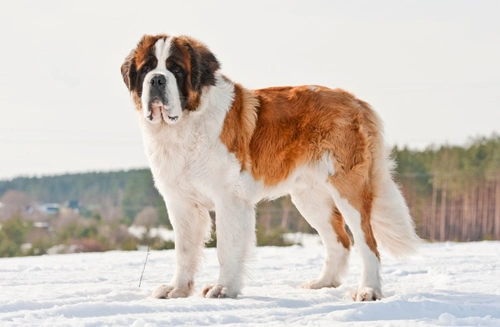 Osteochondritis Dissecans in Dogs: Causes, Symptoms & Treatment