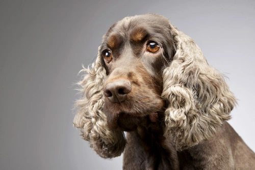 5 Real-World Problems of Big-Eared Dogs and Care Tips