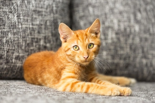 Kitten Teething Problems: How to Help and Cope Effectively