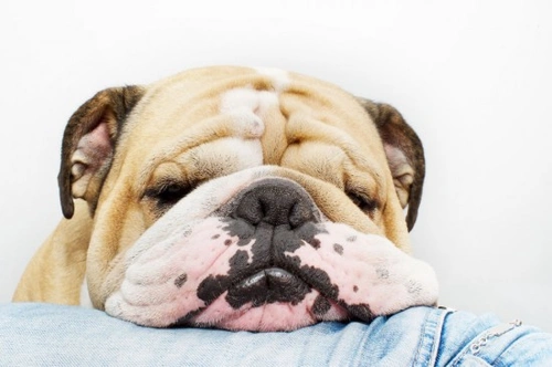 Dogs and Snoring: When to Be Concerned