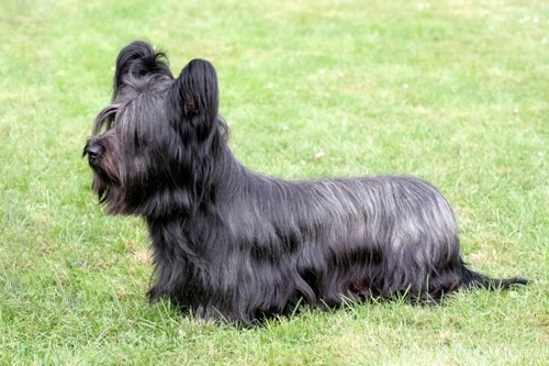 4 razas españolas de perros nativos en peligro para 2025
