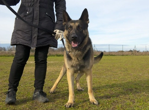 The Yellow Dog Project: Promoting Safety and Space for Dogs