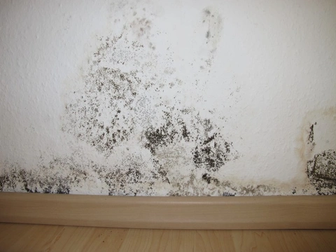 Black mould toxicity in dogs: causes, symptoms & treatment