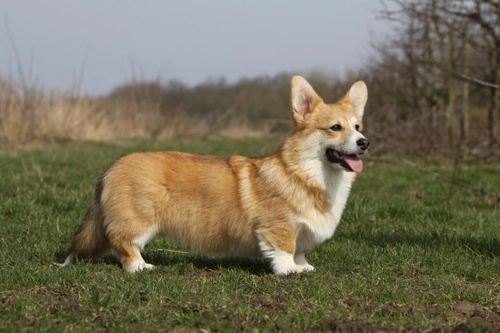 Pembroke vs Cardigan Welsh Corgi: Key Breed Differences