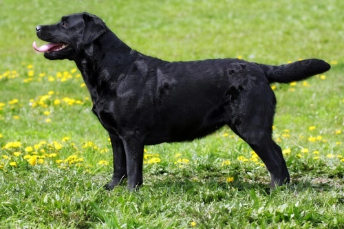 Las Mejores Razas de Perros para Apoyar la Ansiedad y el Bienestar Emocional