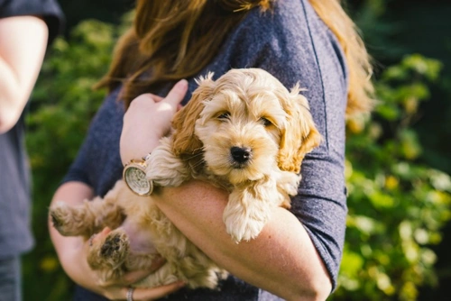 5 Key Summer Safety Tips for Your Cockapoo