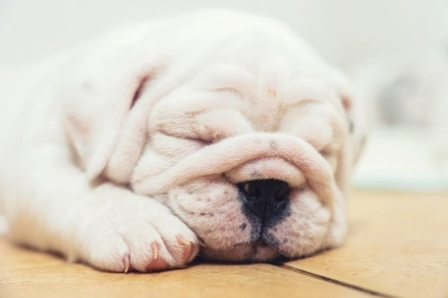 How to Reduce Your Dog's Risk of Kennel Cough: Essential Steps