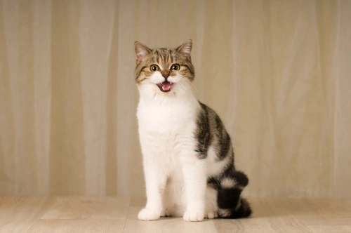5 Smart New Year's Resolutions for Cat Owners in 2025