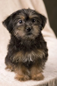 Yorkiepoo Guide: Appearance, Health & Care Tips