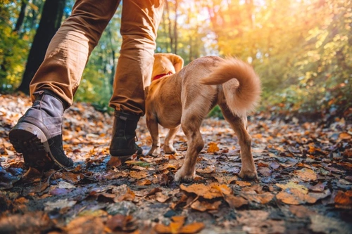 Alabama Rot in Dogs: Kennel Club's Essential Safety Reminder