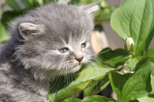 Cats and Poisonous Plants: What Every Owner Should Know