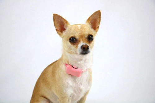 5 Funky Tech Gadgets Every Dog Owner Needs
