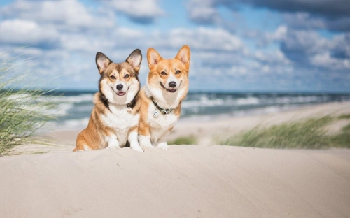 7 Vet-Approved Ways to Keep Dogs Cool in UK Summer 2025