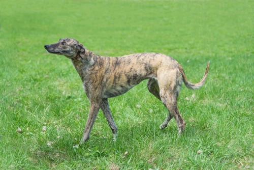 What Makes a Hound a Hound? Traits, Types & Care