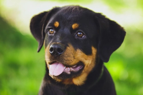 7 Essential Steps to Avoid Impulse Puppy Buying UK 2025