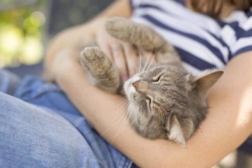 Ten Health Benefits of Cat Ownership: How Cats Improve Wellbeing