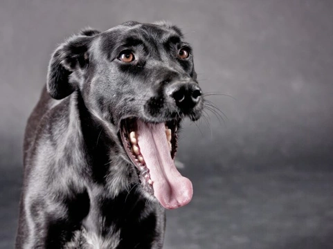 Decoding Your Dog’s Calming Signals: Key Signs to Know