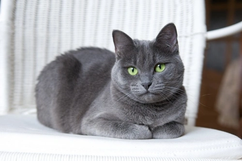 Caval Syndrome in Cats: Causes, Symptoms & Treatment