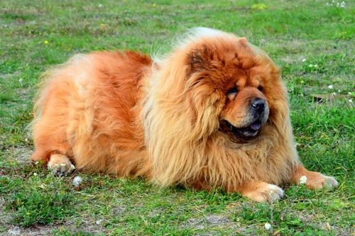 Non-inflammatory Hereditary Myotonia in Dogs: Symptoms & Care