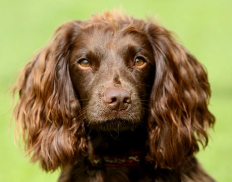 Ownership Considerations for the Field Spaniel