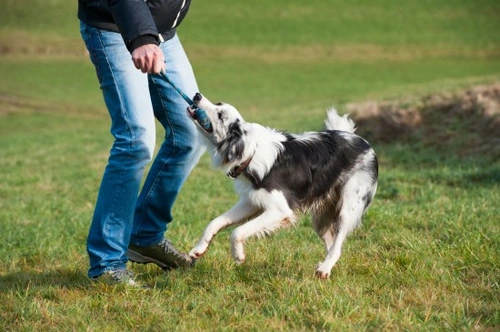 Is it OK if your dog growls when playing?