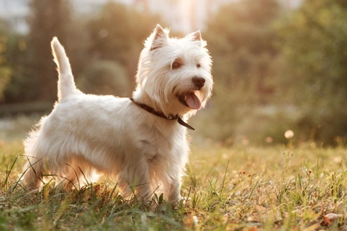 7 Fascinating West Highland White Terrier Stats in the UK