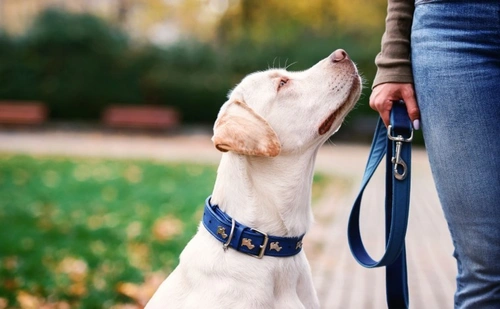 Five Things to Leave at Home When Visiting Crufts 2025