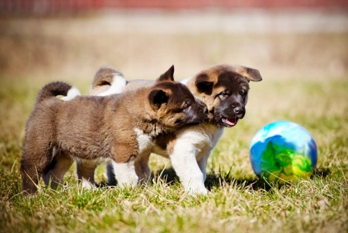Where to Take Your Puppy or Young Dog to Socialise Them