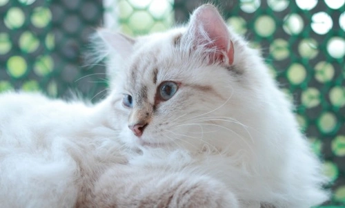 10 Top Tips for Choosing the Right Boarding Cattery for Your Cat