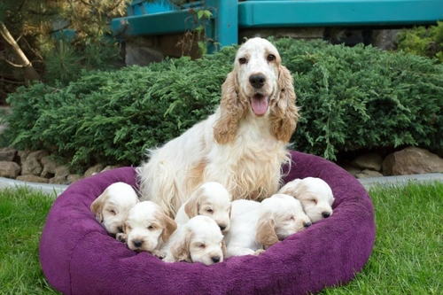 Diaphragmatic Hernias in Cocker Spaniel Puppies: Complete Guide