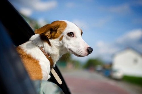 Dealing with a Carsick Dog or Puppy: Practical Tips