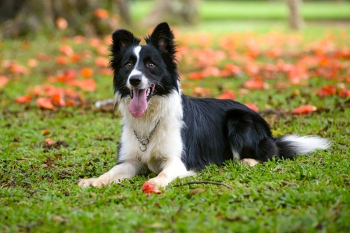 Bursitis en perros: causas, síntomas y tratamiento